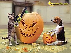 Christmas Comp #23 - Straw Dogs! - FINISHED-funny-halloween-pictures-cat-vs-dog.jpg