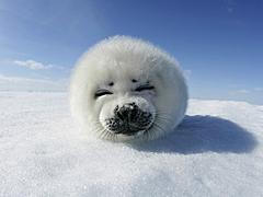 Weekly Comp - Monsters - 10/04/2011 - FINISHED-cute-seal-pup.jpg