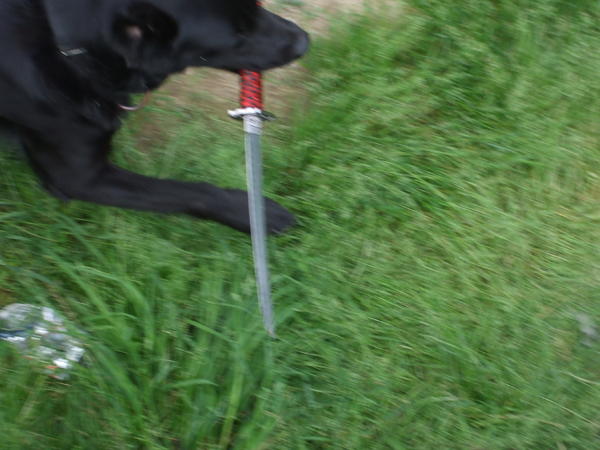 Dog stole my  sword